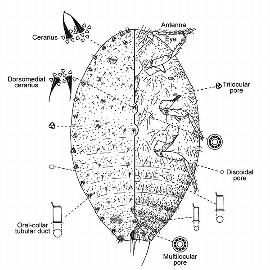   Planococcus litchi  
 Illustration by Williams 